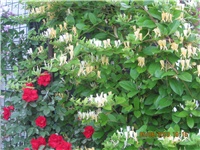 5f61dcd3-DEDA GUME 108.jpg